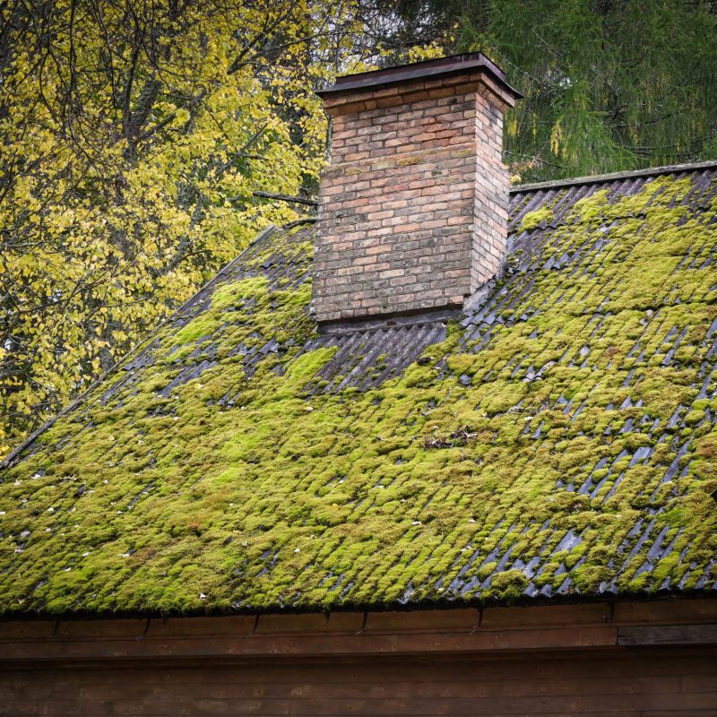the-roof-surface-of-the-house-is-overgrown-with-mo-2021-09-01-12-31-23-utc-scaled.jpg